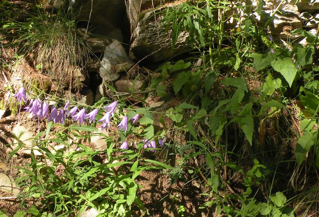 Valle d''Aosta: Campanula rapunculoides